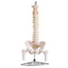 COLONNE VERTÉBRALE +FEMURS PVC MODEL