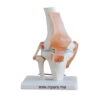 MODEL  ARTICULATION GENOU LIGAMENTS