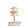 MODEL VERTÉBRES LOMBAIRES - PVC 2 PIECES