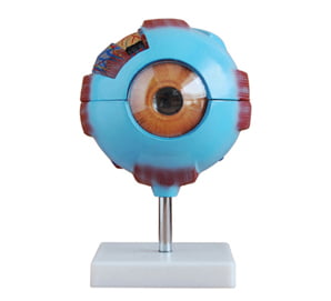 OEIL AGRANDI 6 FOIS 8PS