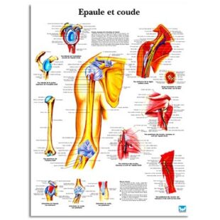Planche anatomique Epaule et coude +MODÈLES