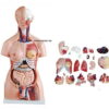 TORSE HUMAIN ASEXUE HOMME & FEMME -  PIECES 23