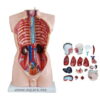 19 PIECES TORSE HUMAIN HOMME