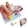 OREILLE AGRANDI 5 FOIS 4 PS